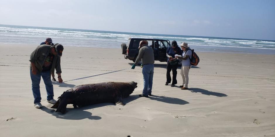 Lobos marinos aparecen muertos en playas de BCS