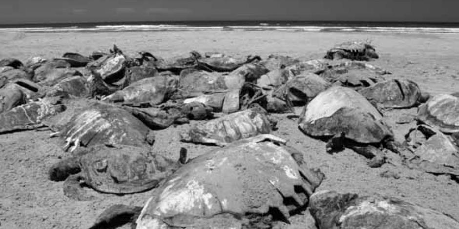 Tortugas muertas en San Lázaro, Baja California Sur.