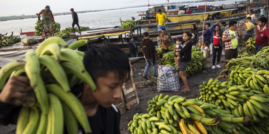 Un joven carga un racimo de plátanos en Ucayali, Perú, el 10 de septiembre.