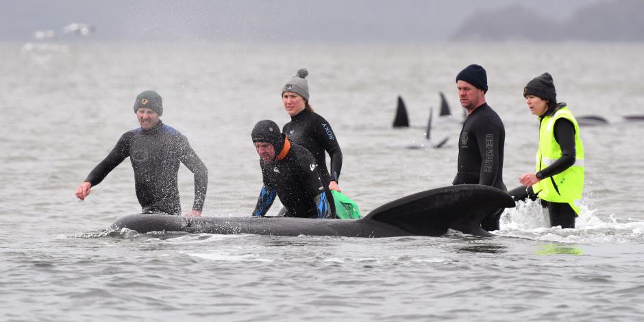 Miembros de un equipo de rescate ayudan a una ballena varada cerca de Strahan, Australia, el 22 de septiembre de 2020.