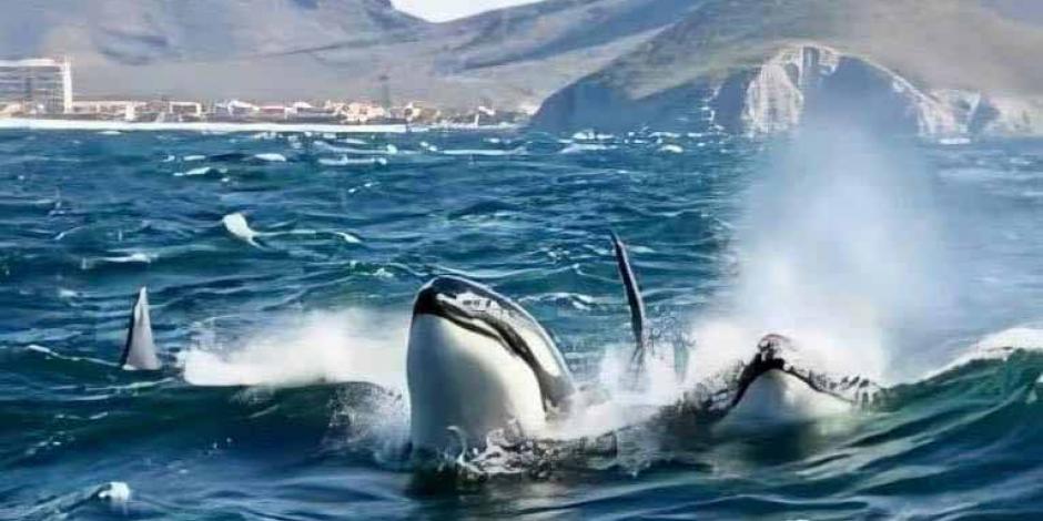 Avistamiento de orcas en las costas de Guaymas, el pasado fin de semana.