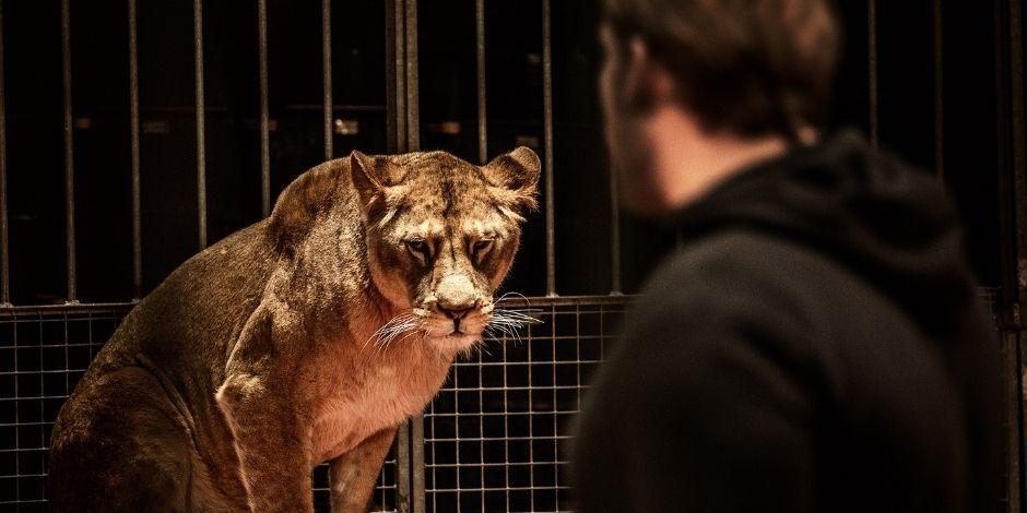 Los circos mantienen a unos 500 animales salvajes en Francia.