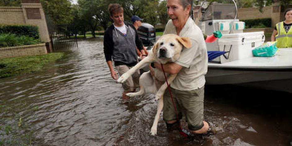 Perro rescatado durante un huracán