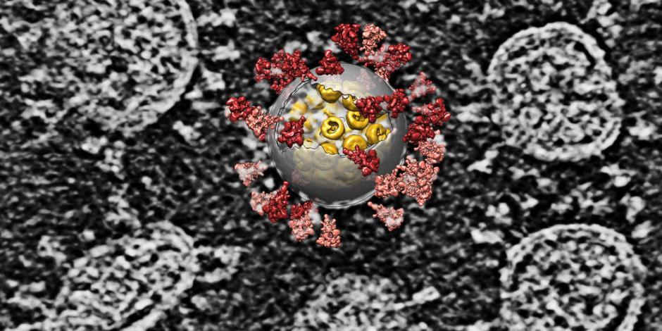 Reconstrucción por computadora superpuesta sobre una imagen de varios virus SARS-CoV-2