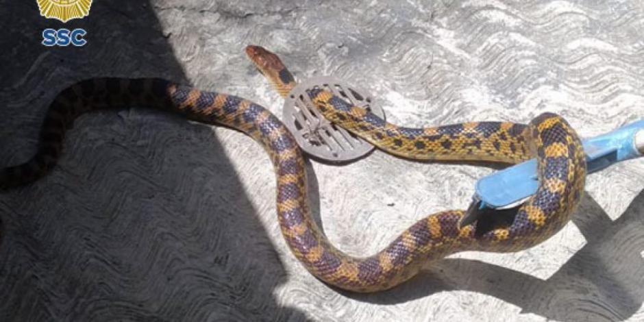 El reptil, rescatado por personal de la Brigada de Vigilancia Animal, este lunes