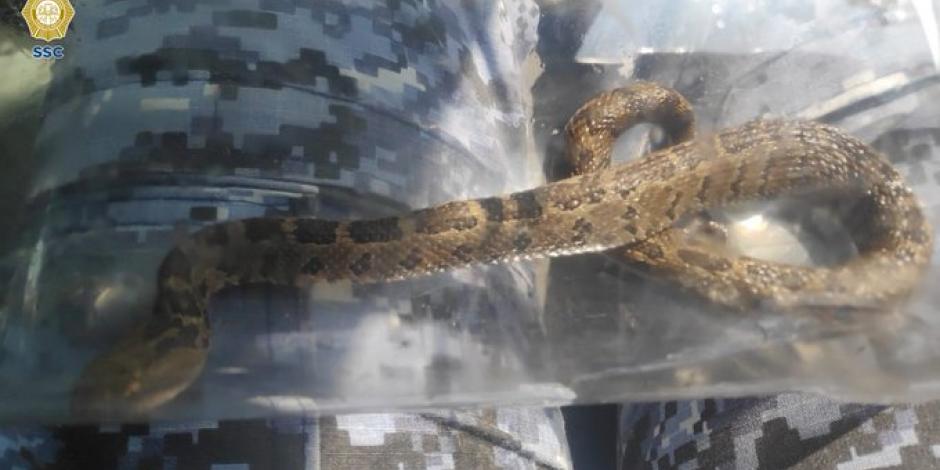 Serpiente capturada en la alcaldía Coyoacán, la semana pasada