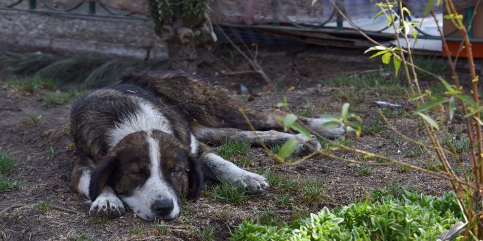 Ante la contingencia por COVID-19 en redes sociales se pide a la gente no desamparar a los perros que no tienen hogar.