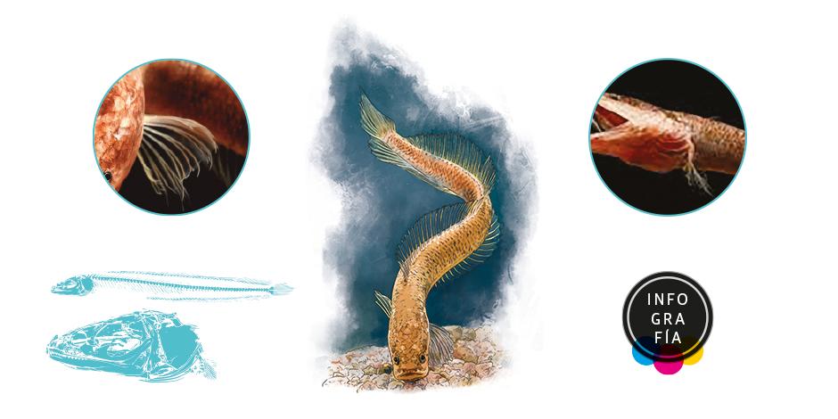 Gollum, el pez subterráneo que sobrevivió a la división de un continente