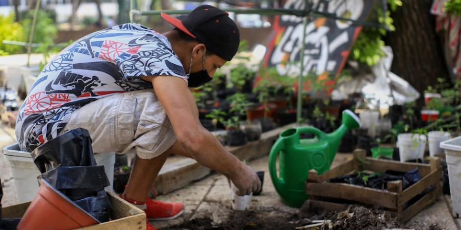 Un activista del Movimiento Cannabico Mexicano se encarga del cuidado de las plantas de mariguana.
