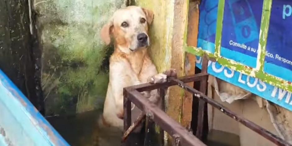 Perro atrapado en inundaciones de Tabasco