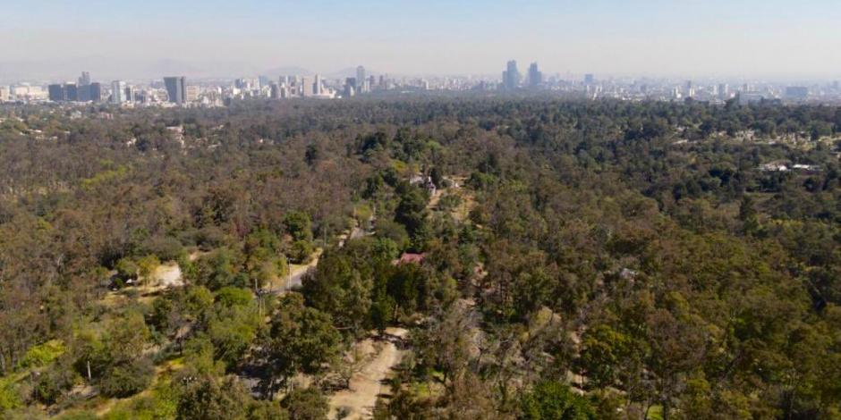 Trabajos de restauración ecológica en el Bosque de Chapultepec.