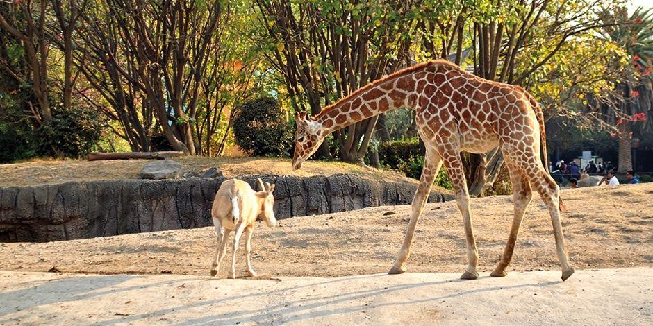 Una de las jirafas que habitan en el zoológico de Chapultepec,CDMX.