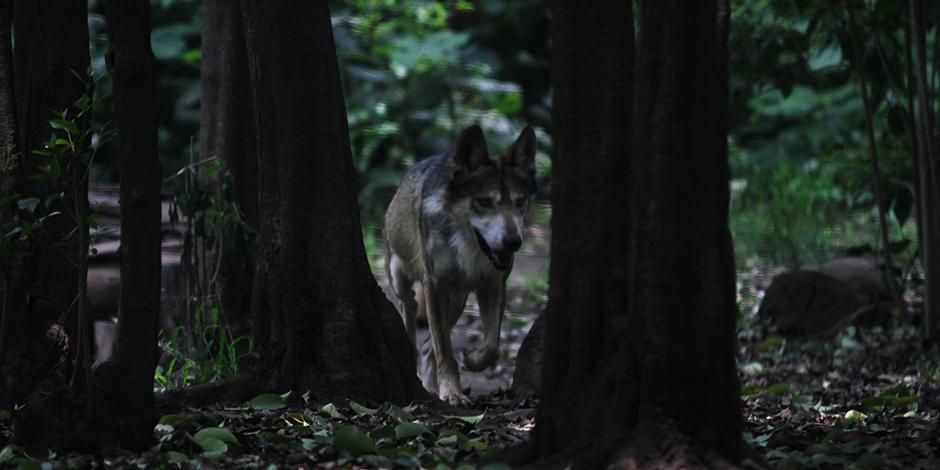 Imagen del zoológico “Los Coyotes”, situado en la delegación Coyoacán.
