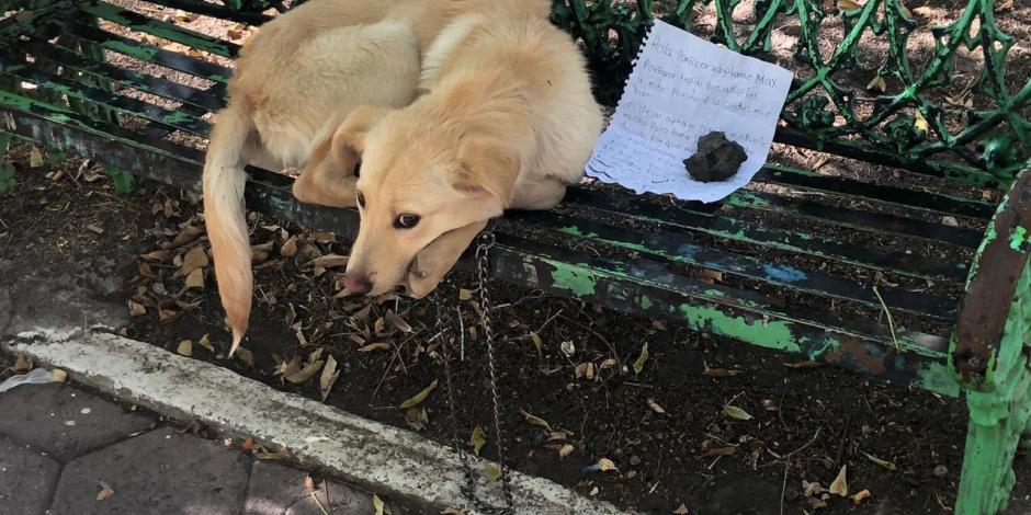 El can tenía una nota donde el dueño explicaba la razón del abandono de Max.