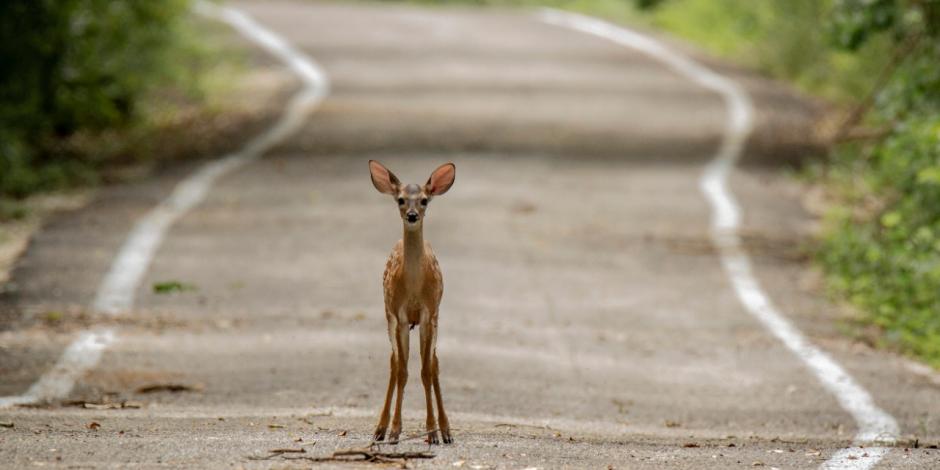 Imagen de un ciervo captado a la mitad de una carretera, en Tulum