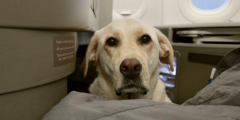 American Airlines ya no permitirá animales de apoyo emocional..