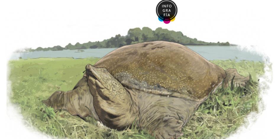 Revive esperanza de salvar a la tortuga Swinhoe, la más rara del mundo; tiene caparazón blando