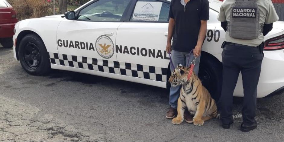 Elementos de la GN rescatan a tigre de bengala en Puebla; lo buscaban desde el 20 de enero