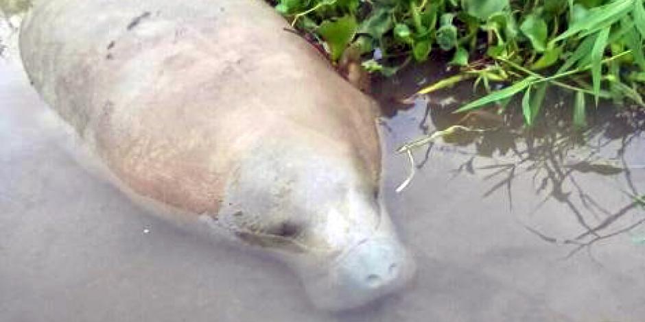 No es el primero; varios manatíes ya han sido víctimas de los instrumentos de pesca abandonados en el río