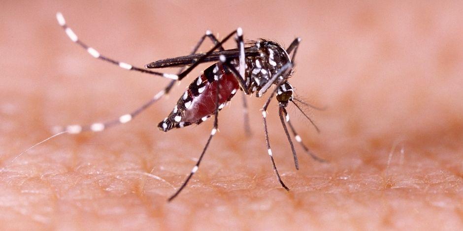 Adicionalmente, se dio a conocer que las únicas dos muertes registradas por el dengue en México durante este 2021 provienen de Oaxaca.
