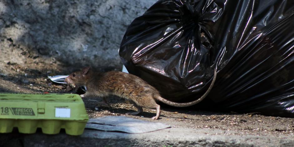 El mal olor y la presencia de ratas amenaza la tranquilidad de vecinos de la colonia 20 de Noviembre