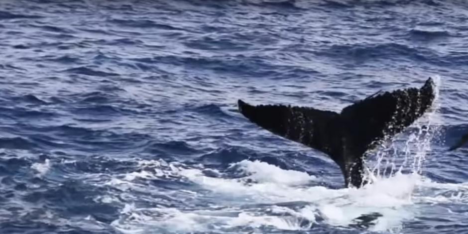 La ballena azul luchando por su vida ante las orcas.