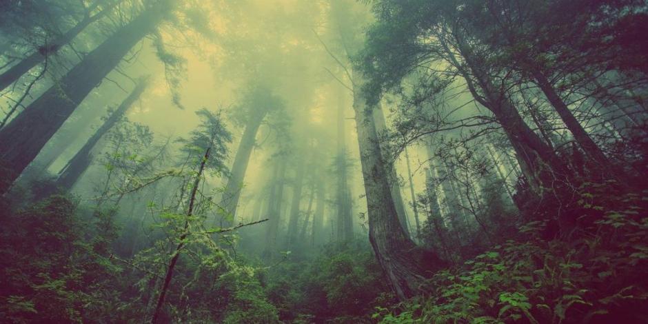 El Senado de la República aprobó modificaciones a la Ley General de Desarrollo Forestal Sustentable para evitar la deforestación y degradación de los bosques y selvas.