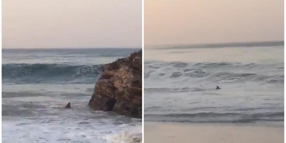 Ante el avistamiento de tiburones en Mazunte, las autoridades recomendaron no nadar en Playa Mermejita