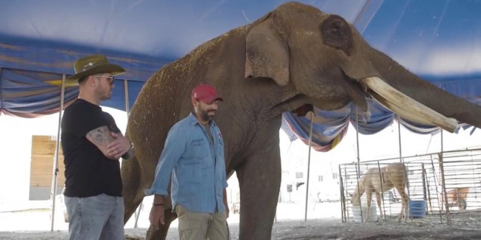 Arturo Islas publicó en sus redes sociales el rescate del elefante "Big Boy"