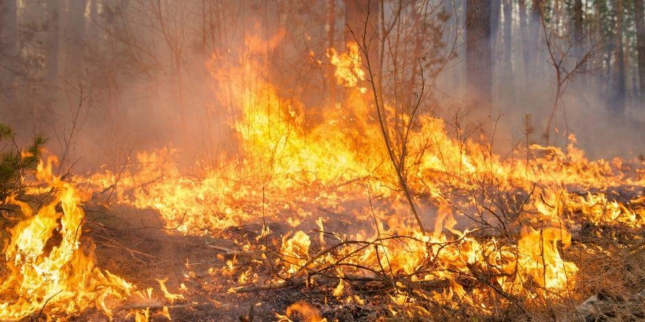 Algunos de los estados más afectados por los incendios forestales de esta semana son Baja California​, Tamaulipas y ​Nuevo León