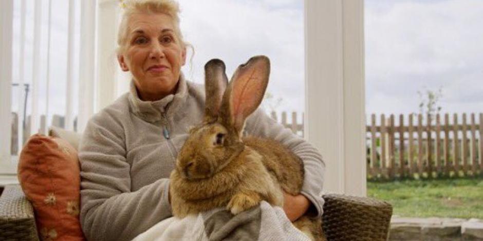 La propietaria de Darius, el conejo más grande del mundo, ofreció una recompensa que supera los 27 mil pesos mexicanos, a quien devuelva a su fiel compañero
