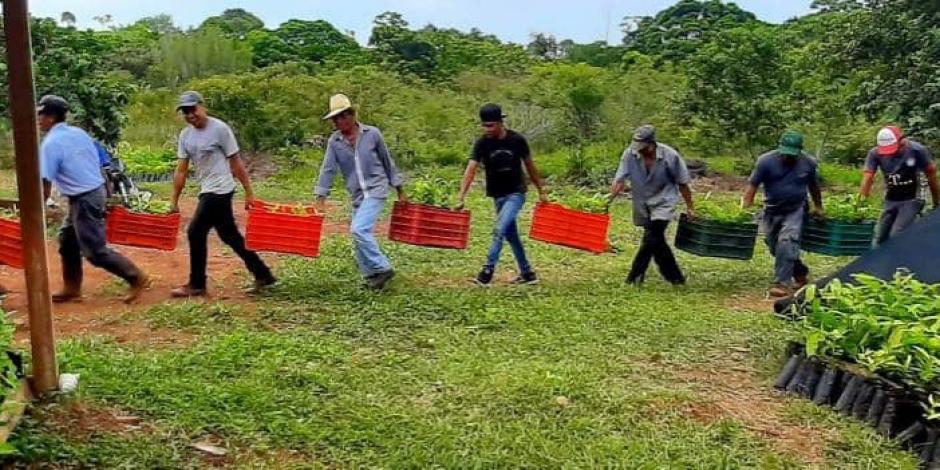 Coparmex recordó que los beneficiarios de Sembrando Vida reciben cinco mil pesos mensuales y apoyo técnico y en especie para plantar árboles maderables y frutales.
