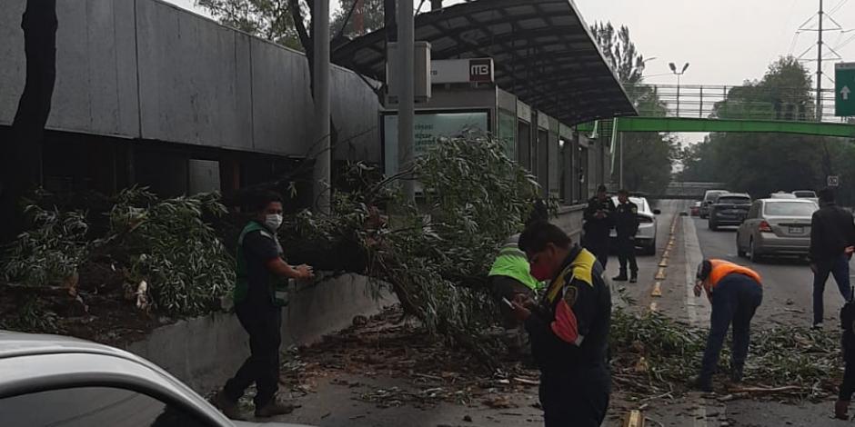 La circulación del Metrobús Potrero se vio afectada por la caída de un árbol 