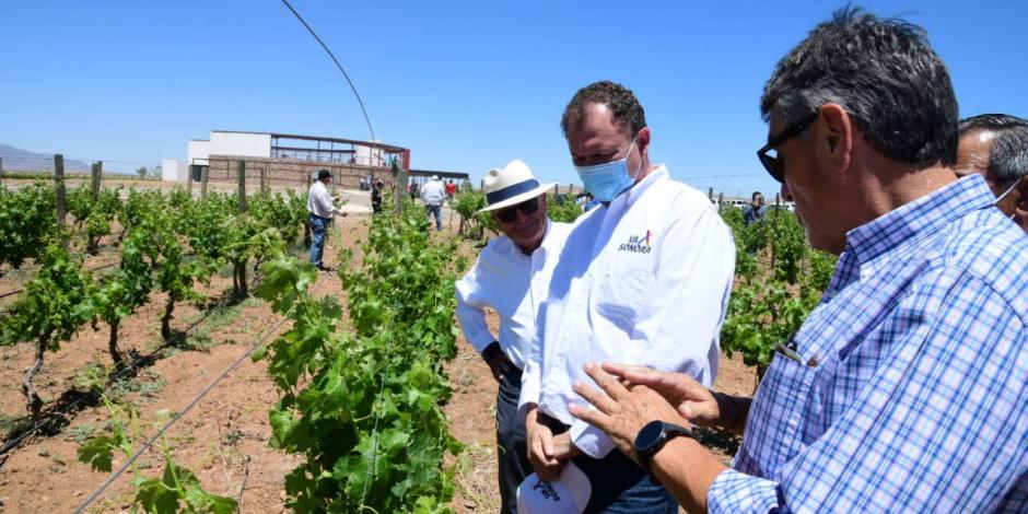 El candidato de la Alianza “Va por Sonora” visitó el ejido Zaragoza, hectáreas dedicadas al vino de Sonora. 