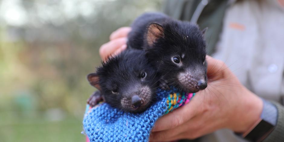 Cachorros de demonios de Tasmania.