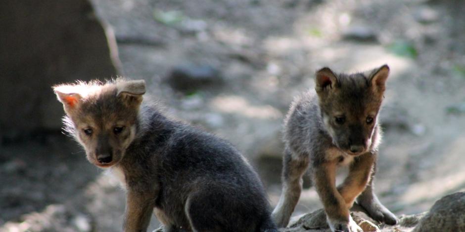 En Chapultepec nace octava camada de lobos mexicanos
