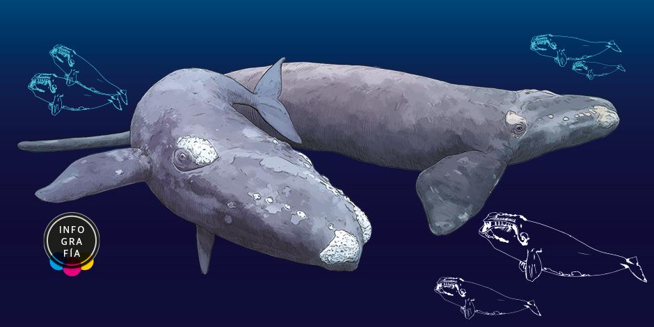Al borde de la extinción, las ballenas francas se están encogiendo
