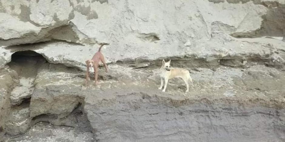 Dos perritos cayeron al socavón en Puebla; autoridades valoran posible rescate.
