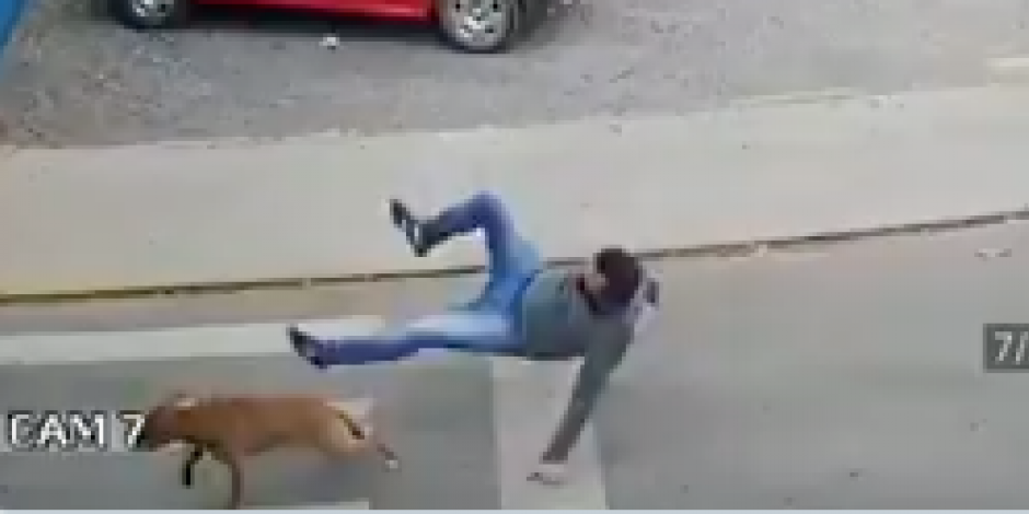 El perro atropelló al hombre que iba cruzando la calle