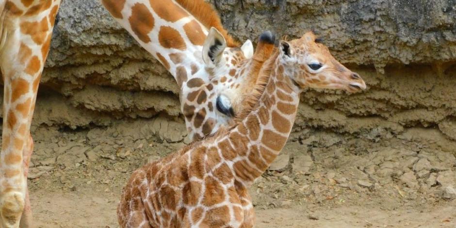 Fotografía de la bebé jirafa nacida el pasado 20 de noviembre en Zoológico de Chapultepec, junto con su madre.