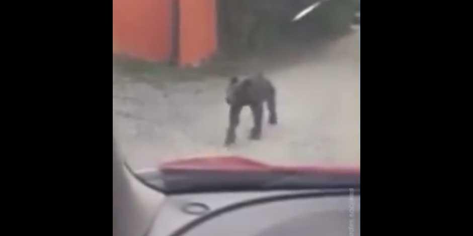 Un oso negro merodea las calles de Nuevo León