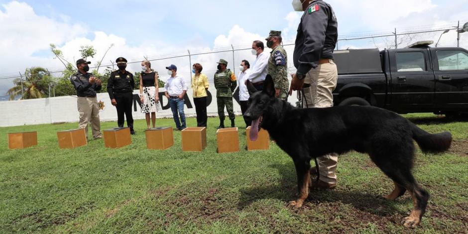 Yucatán adquiere dos elementos caninos entrenados para detectar de COVID-19.