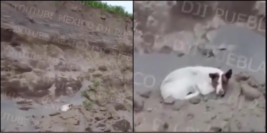 Cae otro perrito en el socavón de Puebla. Foto: Especial