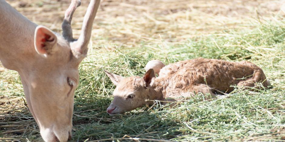 En los dos últimos meses han nacido cinco crías de ciervo: tres hembras y dos machos en el Parque Ecológico Ehécatl