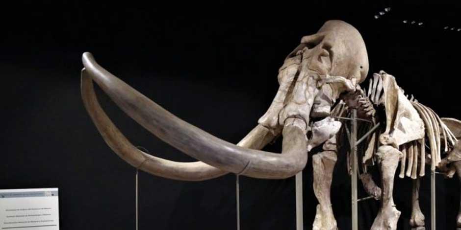 Buscan nombre para el mamut de Ecatepec