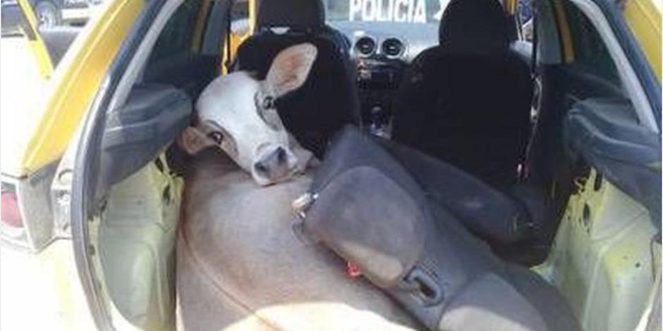 Vaca es hallada en cajuela de un vehículo. Foto: Especial