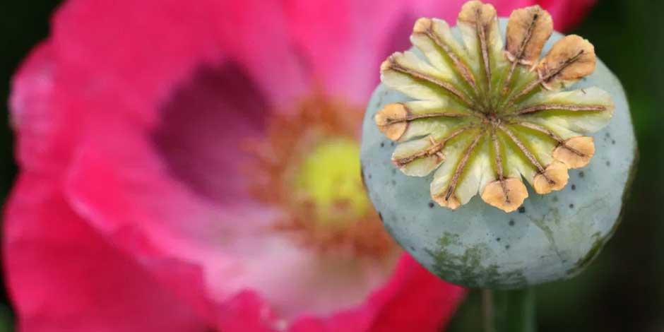 México es el tercer país con mayor superficie de cultivo de opio dedicada a la flor de amapola