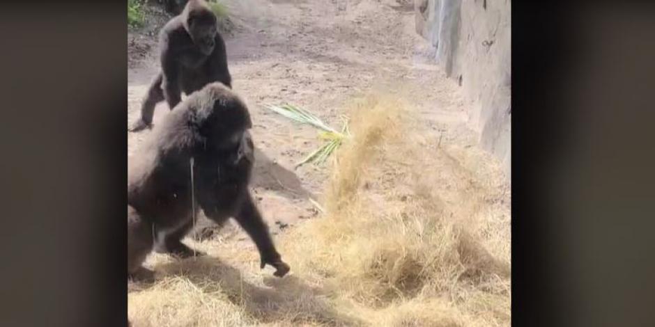 Gorilas encuentran una serpiente en su jaula se viralizan en TikTok