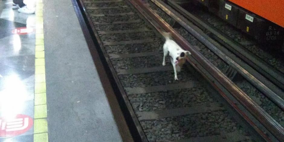 Entre los animales rescatados, se encuentran perros perdidos en instalaciones del Metro CDMX.
