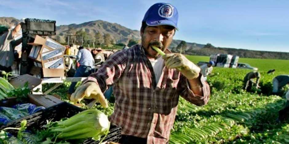 Advierten violaciones a derechos laborales de mexicanos que trabajan en Estados Unidos